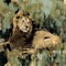 Heart of the Jungle II Poster Print by Liz Jardine - Item # VARPDXJLP363